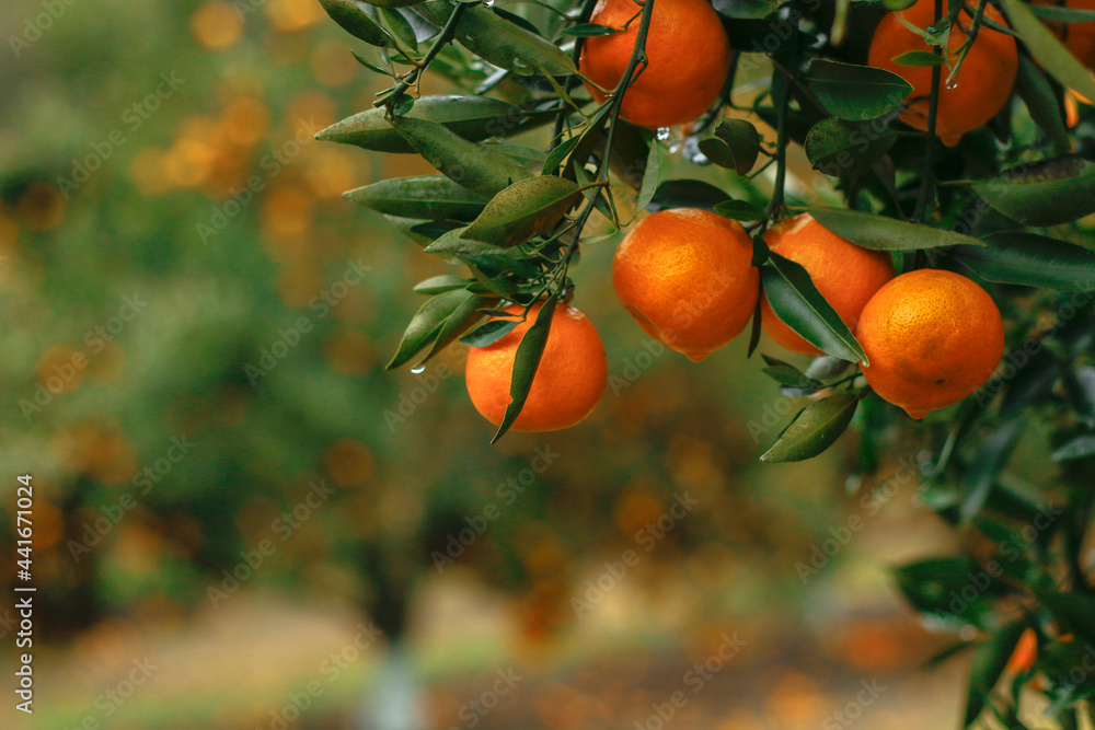 Closeup of ripe mandarin oranges with green leaves hanging on the branch in morning light.