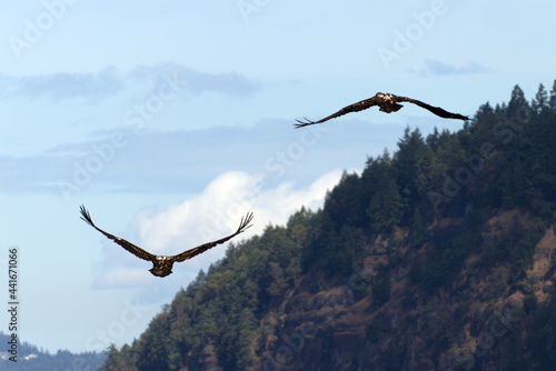 Two Eagles Flying in the Sky on Vancouver Island in Nanaimo, British Columbia, Canada at Cable Bay Trail.