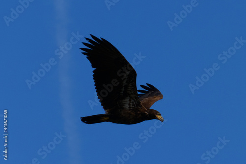 Eagle Flying in the Sky on Vancouver Island in Nanaimo, British Columbia, Canada at Neck Point Park. photo