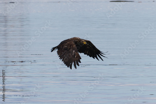 Eagle Flying Above Ocean on Vancouver Island in Nanaimo  British Columbia  Canada at Neck Point Park.