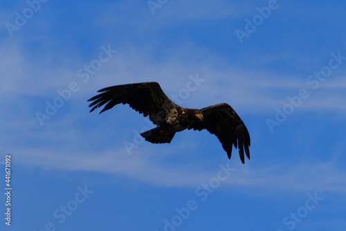 Eagle Flying in the Sky on Vancouver Island in Nanaimo, British Columbia, Canada at Neck Point Park.