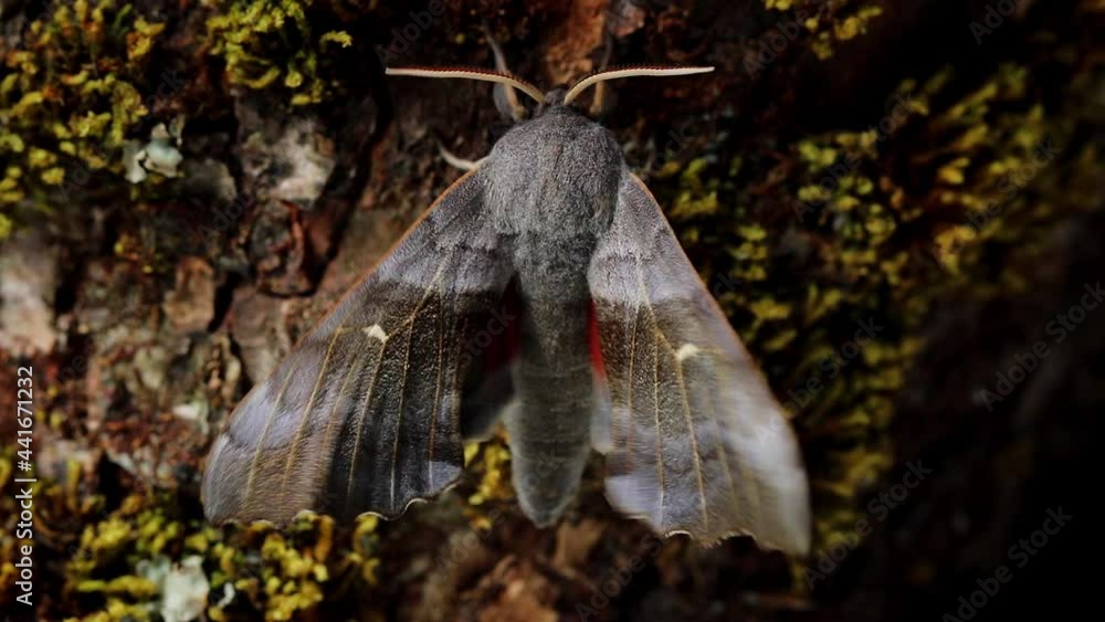 A large Poplar Hawk Moth. Scientific name Laothoe populi. Moth is gently warming up before flight when its wings become a blur. It defecates before taking off. A large Poplar Hawk Moth. Scientific name Laothoe populi. Moth is gently warming up before flight when its wings become a blur. It defecates before taking off.