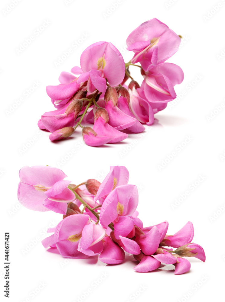Rose acacia isolated on white background Rose acacia isolated on white background