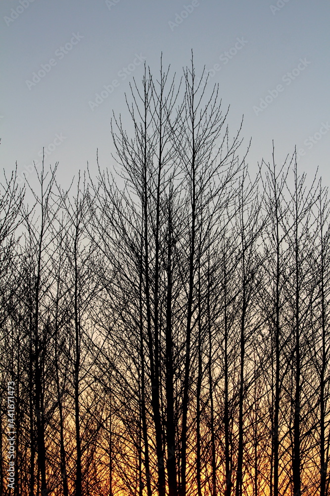 Elegant tall dense trees with branches without leaves in local forest at sunset with clear sky and setting sun in background on warm sunny spring day Elegant tall dense trees with branches without leaves in local forest at sunset with clear sky and setting sun in background on warm sunny spring day