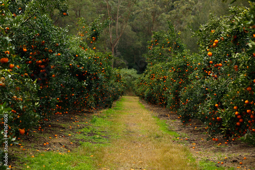 Ripe and fresh Mandarin oranges garden, orange orchard.