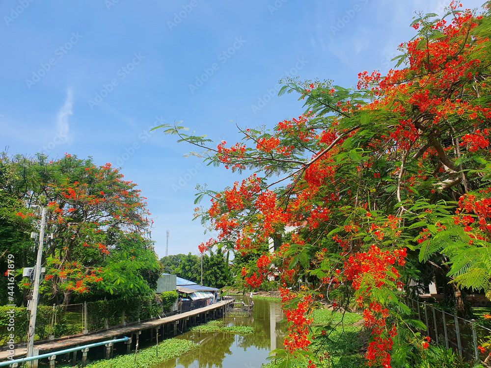 Obraz premium Closeup of a beautiful red Thai Peacock Flower (Caesalpinia Pulcherrima) with blue sky and white clouds background in the garden at Thailand. 