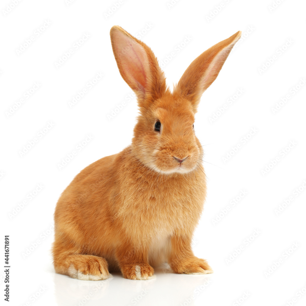 Rabbit and rabbit feed on white background
