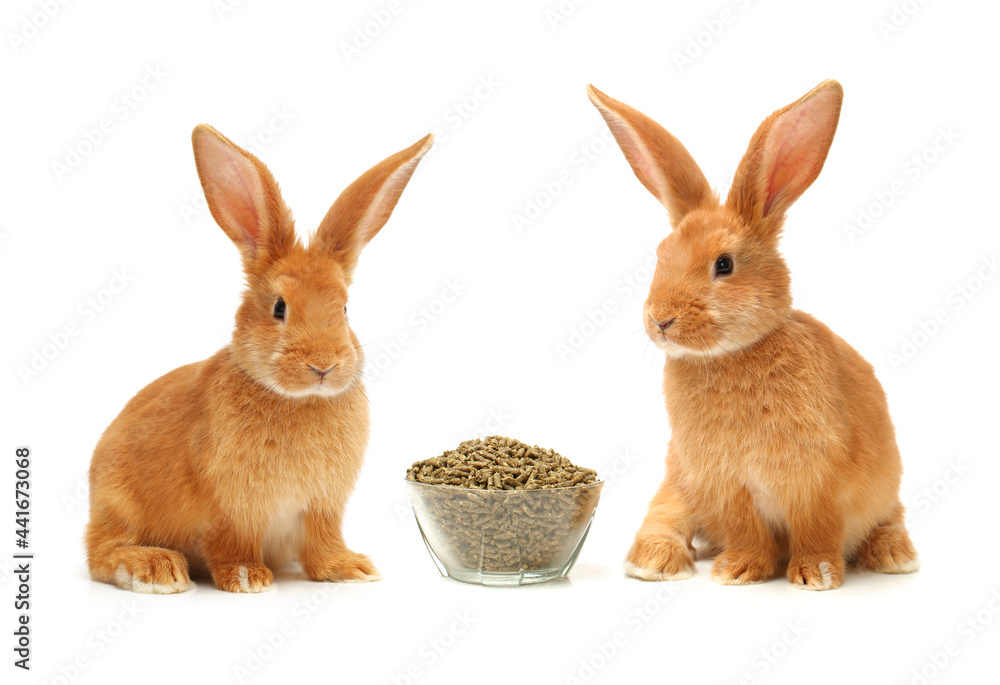 Obraz premium rabbits isolated on white background 