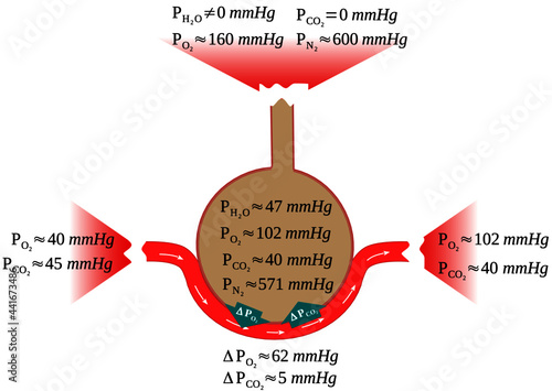 Partial pressures and alveolar partial pressure gradients