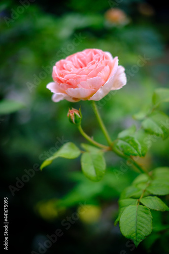 初夏、庭に咲くピンクのばら。花言葉は「しとやか」「上品」「可愛い人」「美しい少女」「愛の誓い」「感銘」