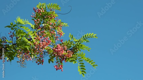 Flowers, Cassia javanica, Java cassia, pink shower, apple blossom tree and rainbow shower tree, family Fabaceae. Ainahau Triangle / Fort DeRussy Beach Park, Waikiki, Honolulu, Oahu, Hawaii