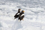 流氷の上に止まる2羽の大鷲