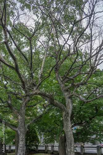 枝分かれしている木々