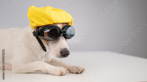 Portrait of jack russell terrier dog in diving goggles and pool cap on white background. © Михаил Решетников