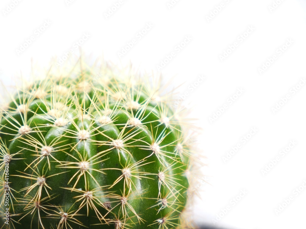 Echinopsis calochlora cactus in pot with close up Echinopsis calochlora cactus in pot with close up