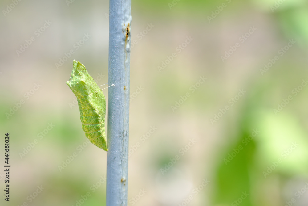 キアゲハの美しいサナギ