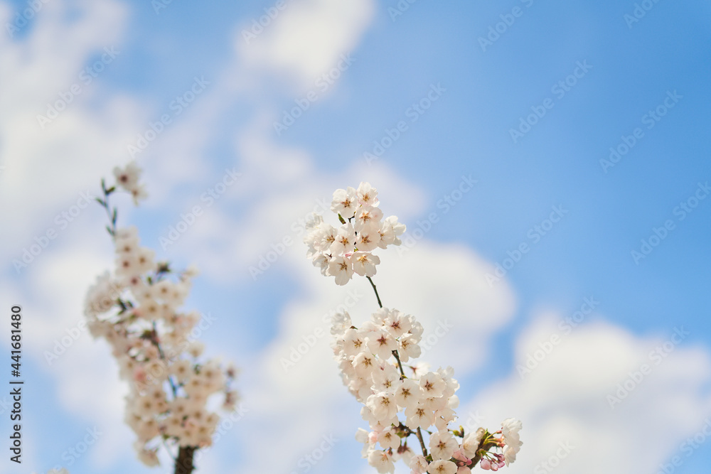 Blossom Blossom