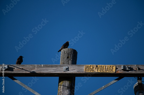 bird on the electric pole