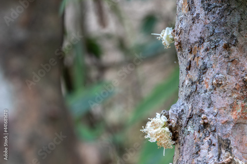 Selective focus of jabuticaba Exotic flower. Jabuticaba fruit blooming on the tree. Jabuticaba is a fruit native to Brazil, of the species Plinia cauliflora. © AlfRibeiro