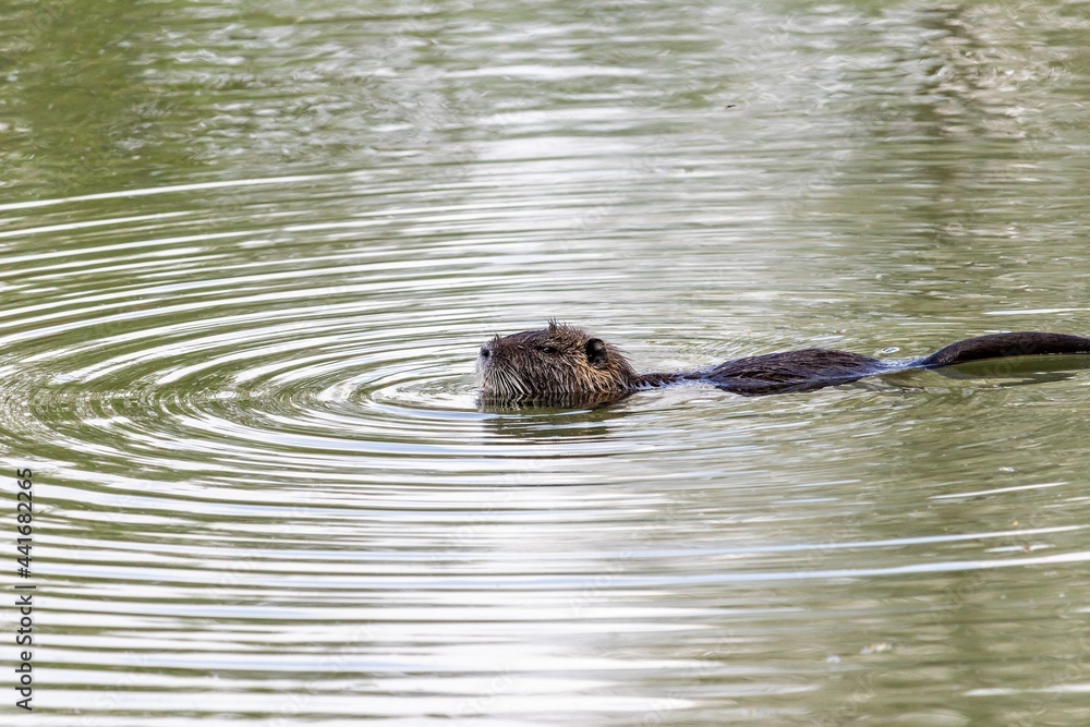Fototapeta premium One adult nutria swims in a pond