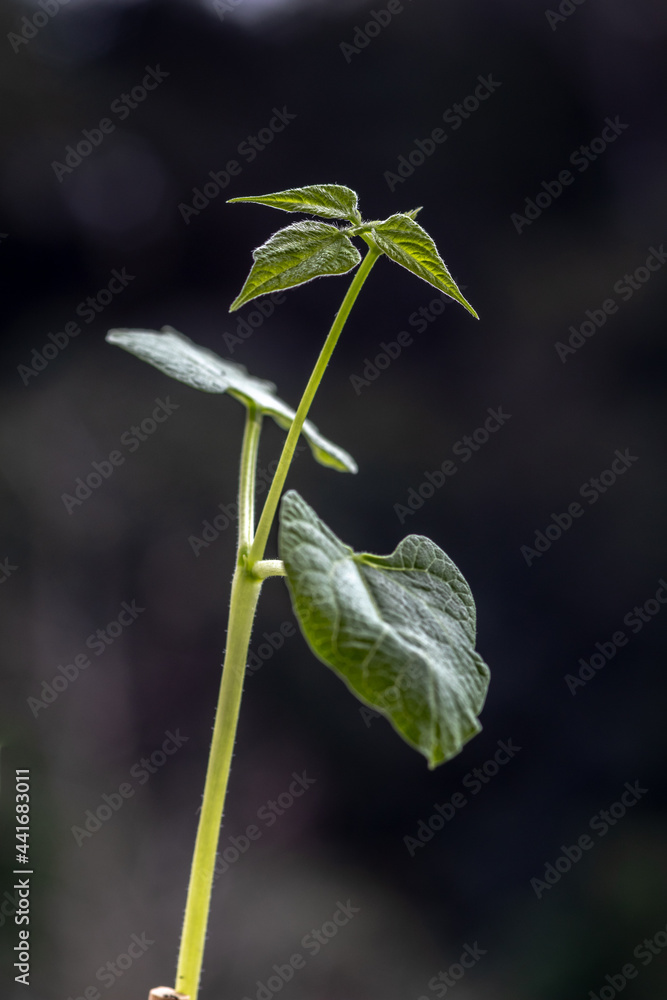 Selective focus of bean (phaseolus vulgaris) sprout grows in a pot, planted on a farm in Brazil Selective focus of bean (phaseolus vulgaris) sprout grows in a pot, planted on a farm in Brazil