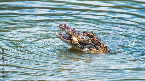 Alligator Fishing for Crabs © Penny Britt