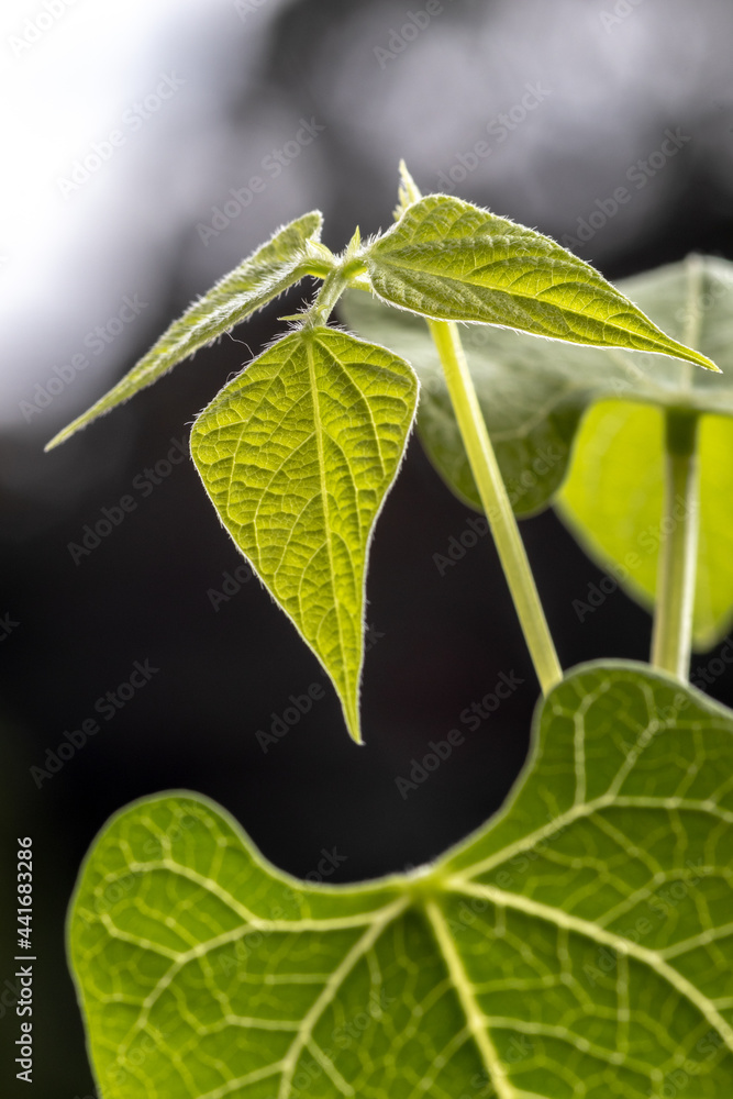 Selective focus of bean (phaseolus vulgaris) sprout grows in a pot, planted on a farm in Brazil Selective focus of bean (phaseolus vulgaris) sprout grows in a pot, planted on a farm in Brazil