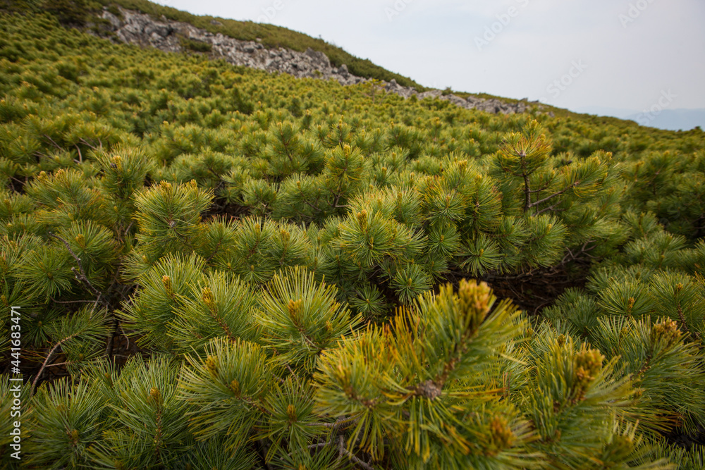 Mount Golets in the Primorsky region. A dense green cedar elfin covers the mountain. Mount Golets in the Primorsky region. A dense green cedar elfin covers the mountain.
