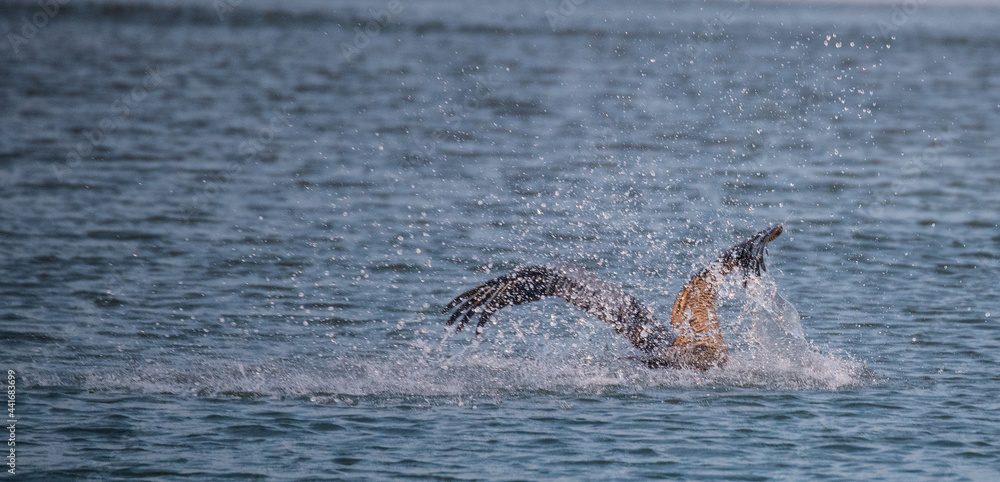 Fototapeta premium Shorebirds
