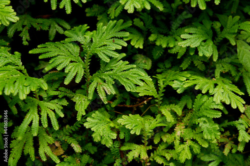 Closeup shot of Selaginella moellendorffii branches photo