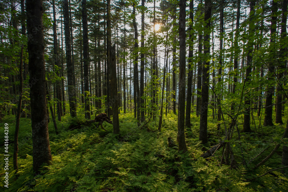 Obraz premium Dense protected forest. Green forest at the foot of the Golets mountain in the Primorsky region. Impassable Russian taiga in summer.