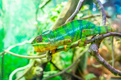 Panther chameleon Furcifer pardalis from Madagascar, perched on a branch