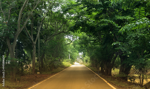 Country roadway cover by tree dome