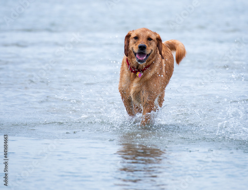 Pups at the Beach