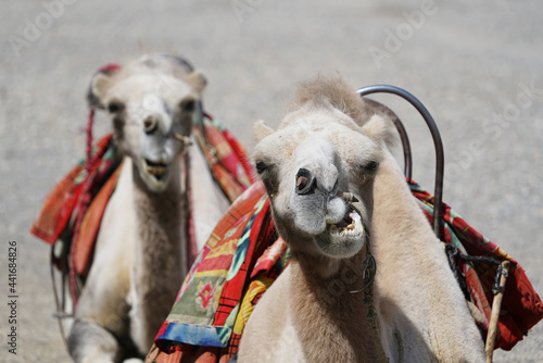 Desert camels resting on the sand in Gansu, China