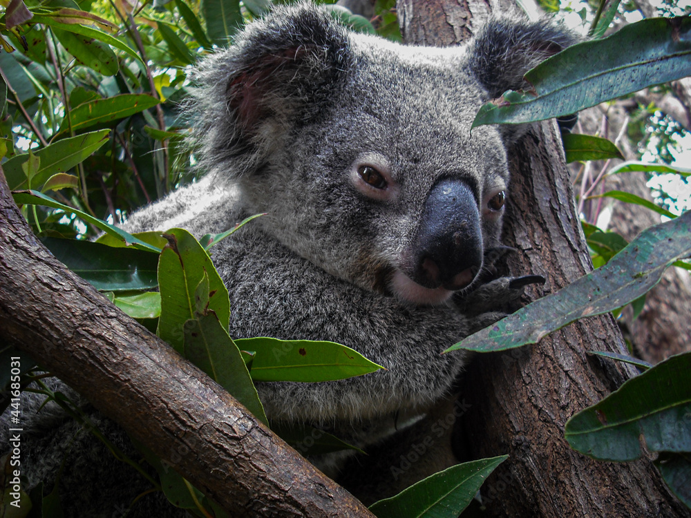 Fototapeta premium koala