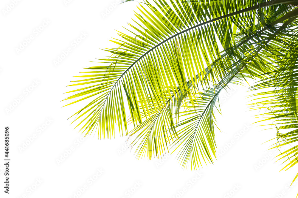 Obraz premium palm tree isolated on white background