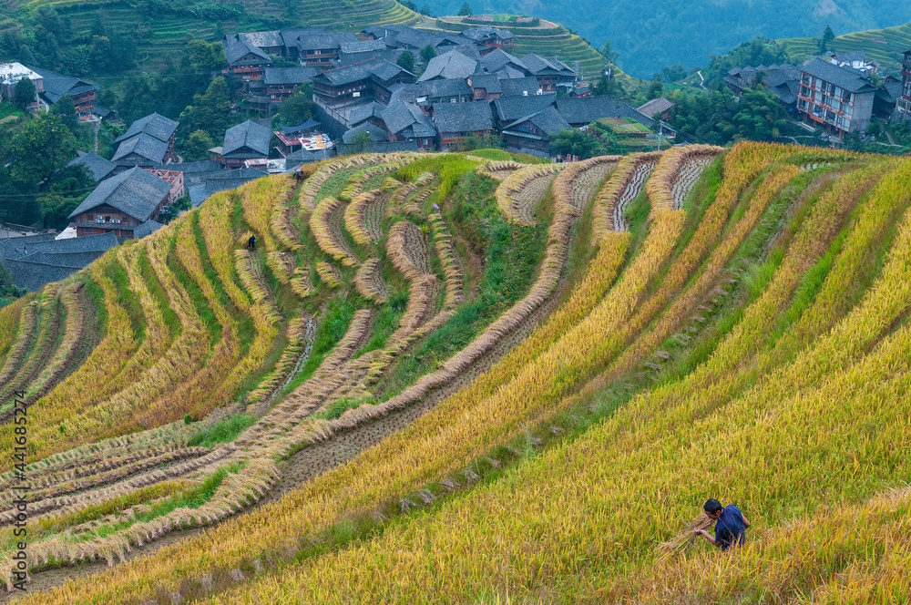 Unrecognizable Chinese man of Zhuang indigenous hill tribe cutting rice plants in rice harvest in Longsheng Ping An village rice terraces, Guangxi province, China.