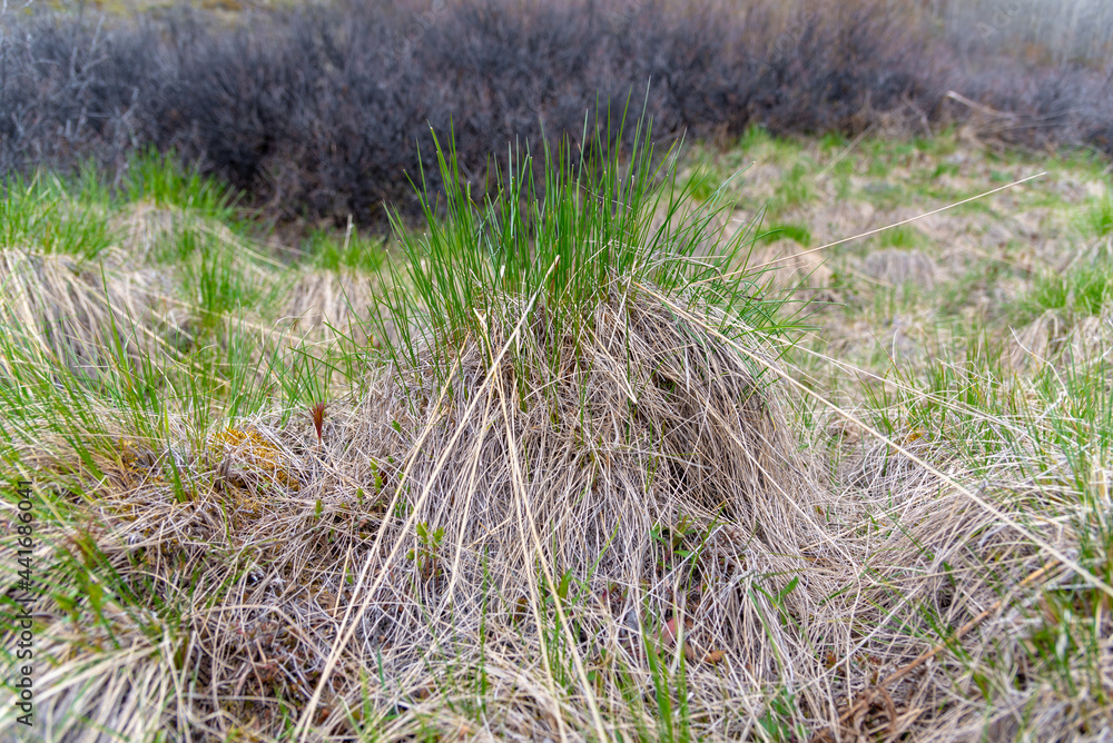 The first signs of spring coming back to northern sub-arctic Canada during May with green grass sprouting up through the dry, dead flora landscape surrounding. The first signs of spring coming back to northern sub-arctic Canada during May with green grass sprouting up through the dry, dead flora landscape surrounding.