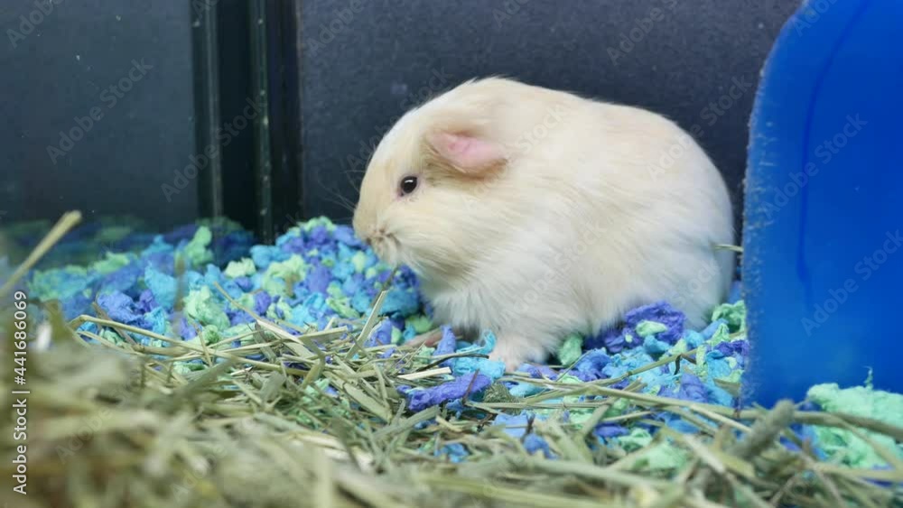 The motion of funny guinea pigs eating weed inside a cage at PetSmart