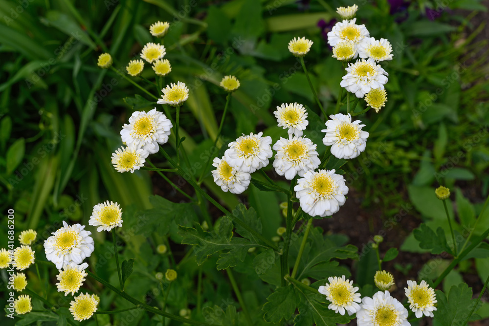 White-yellow double flowers in the garden. White balls on a dark background. Summer garden flowers close-up. A variety of chamomile with small flowers. Growing flowers in the garden. White-yellow double flowers in the garden. White balls on a dark background. Summer garden flowers close-up. A variety of chamomile with small flowers. Growing flowers in the garden.