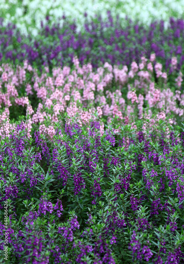 Obraz premium アンゲロニア 花畑