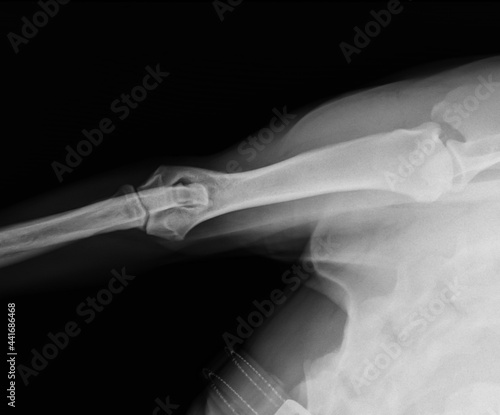 Dog humerus and elbow joint x-ray