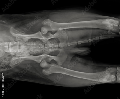 Dog pelvis hip dyspalsia x ray