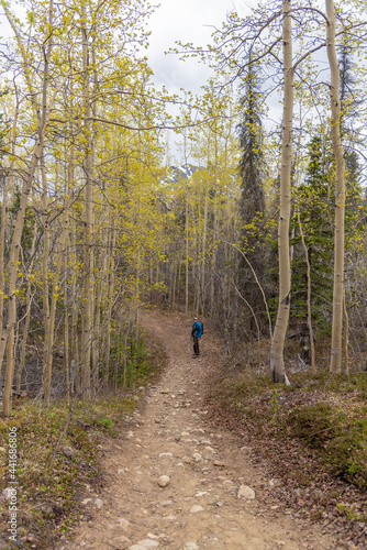 Man walking through the isolated, wilderness boreal forest on Yukon Territory during spring time with blue jacket, black pants in active, outdoor scene in sub-arctic Canada.  © Scalia Media