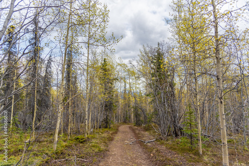 Woods, boreal forest area in northern Canada during spring time with spruce, birch trees lining the isolated hiking trail in the wilderness. 