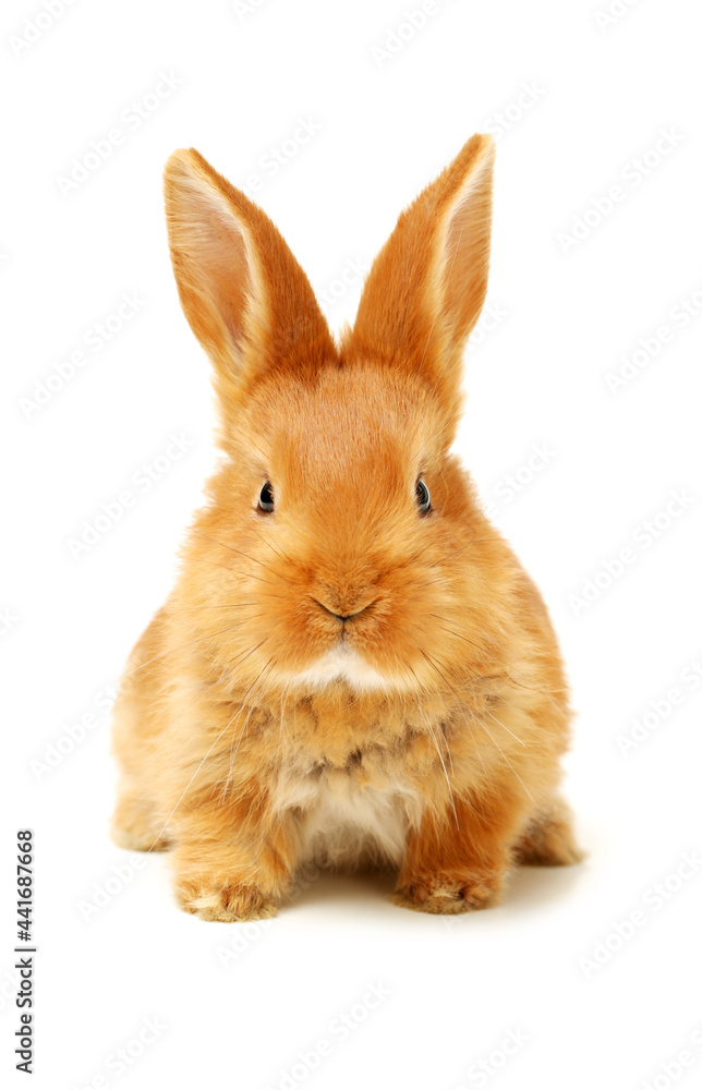 Fototapeta premium Baby of orange rabbit on white background