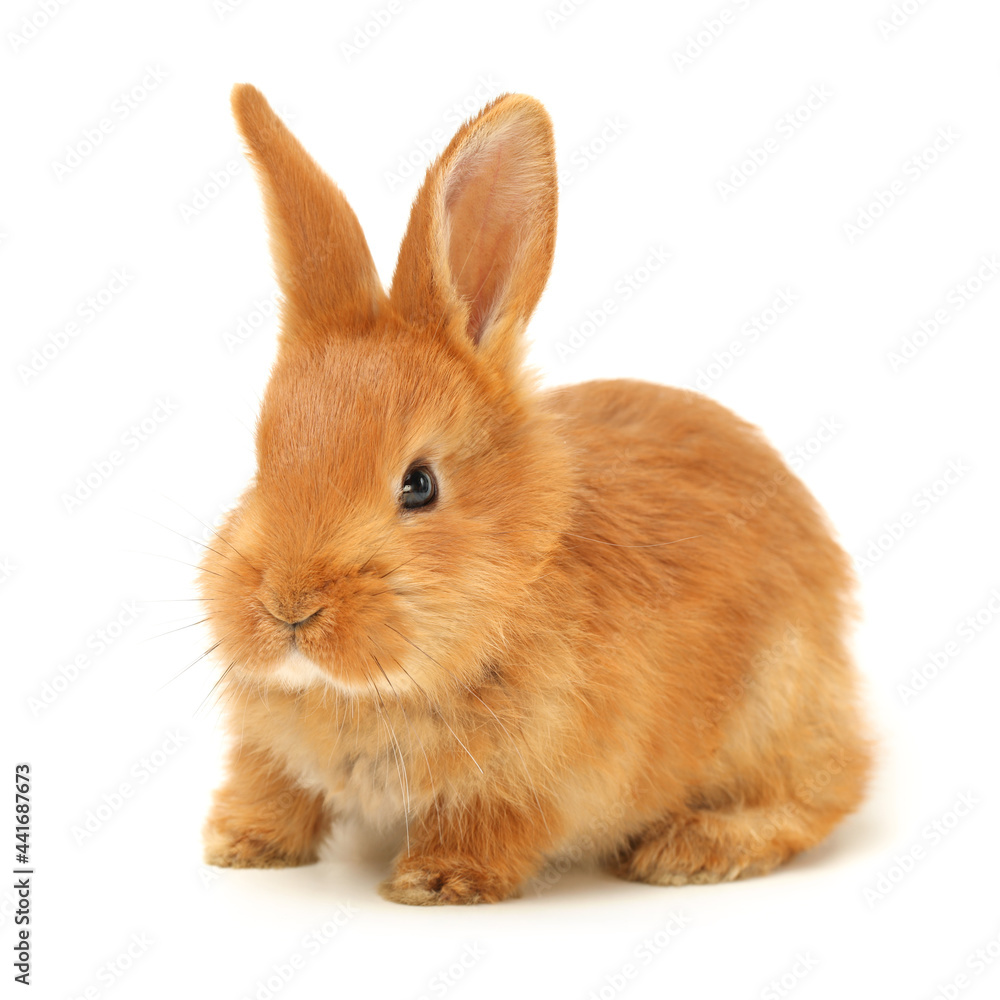 Baby of orange rabbit on white background