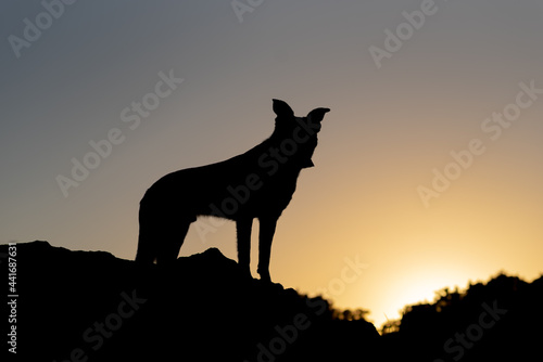 Dog Silhouette over sunset sky
