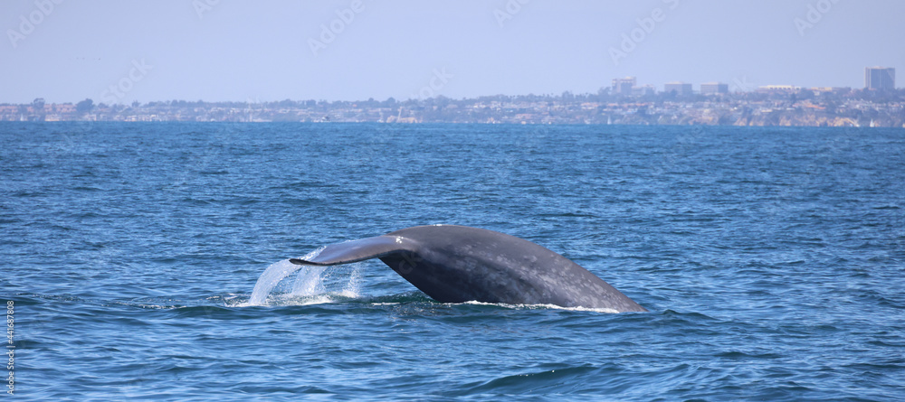 Fototapeta premium blue whale fluke in Newport Beach, California 